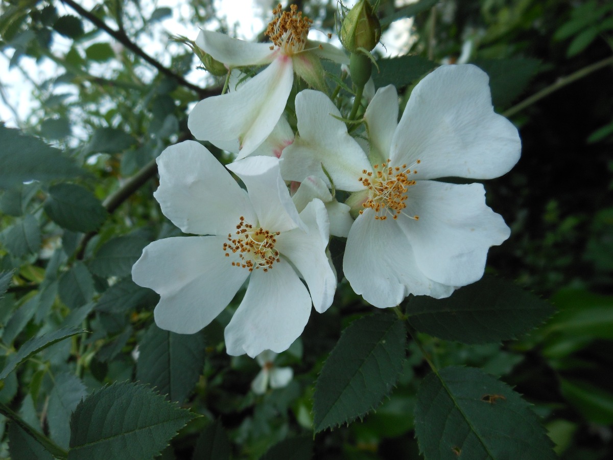 Rosa nitidula Besser